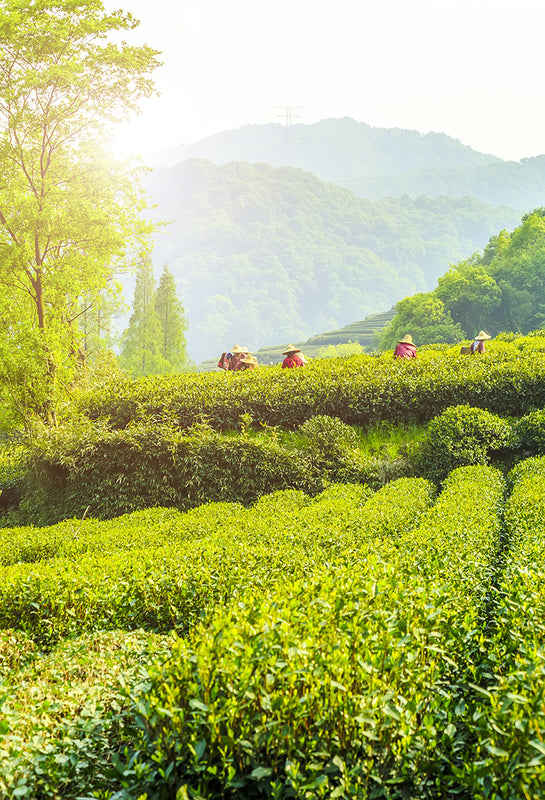 The Home Of Alcoholic Teas Discover Award Winning Tea With Spirit